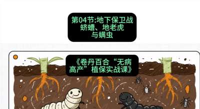 第04节：地下保卫战&mdash;&mdash;蛴螬、地老虎与螨虫 ，课程：《卷丹百合&ldquo;无病高产&rdquo;植保实战课》#识农AI