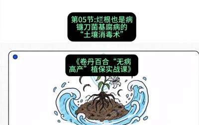 第05节：烂根也是病&mdash;&mdash;镰刀菌基腐病的&ldquo;土壤消毒术&rdquo; ，课程：《卷丹百合&ldquo;无病高产&rdquo;植保实战课》#识农AI