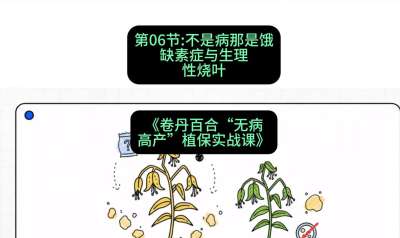 第06节：不是病那是饿&mdash;&mdash;缺素症与生理性烧叶 ，课程：《卷丹百合&ldquo;无病高产&rdquo;植保实战课》#识农AI