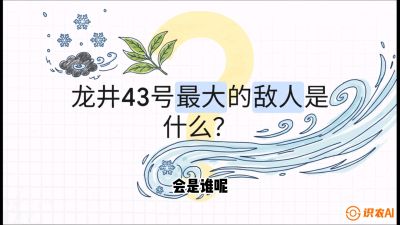 第04节：龙井双璧&mdash;&mdash;龙井43与群体种的差异化护养（重点），课程：《茗茶卫士&mdash;&mdash;茶叶病虫害绿色防控实战课》#识农AI