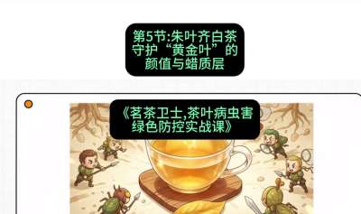 第05节：朱叶齐白茶&mdash;&mdash;守护&ldquo;黄金叶&rdquo;的颜值与蜡质层（重点），课程：《茗茶卫士&mdash;&mdash;茶叶病虫害绿色防控实战课》#识农AI