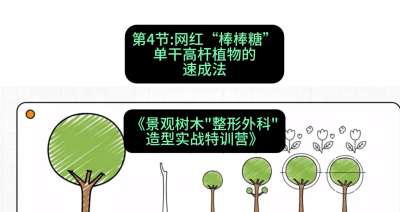 第04节：网红&ldquo;棒棒糖&rdquo;&mdash;&mdash;单干高杆植物的速成法，课程：《景观树木&ldquo;整形外科&rdquo;造型实战特训营》#识农AI