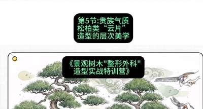第05节：贵族气质&mdash;&mdash;松柏类&ldquo;云片&rdquo;造型的层次美学，课程：《景观树木&ldquo;整形外科&rdquo;造型实战特训营》#识农AI