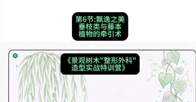 第06节：飘逸之美&mdash;&mdash;垂枝类与藤本植物的牵引术，课程：《景观树木&ldquo;整形外科&rdquo;造型实战特训营》#识农AI