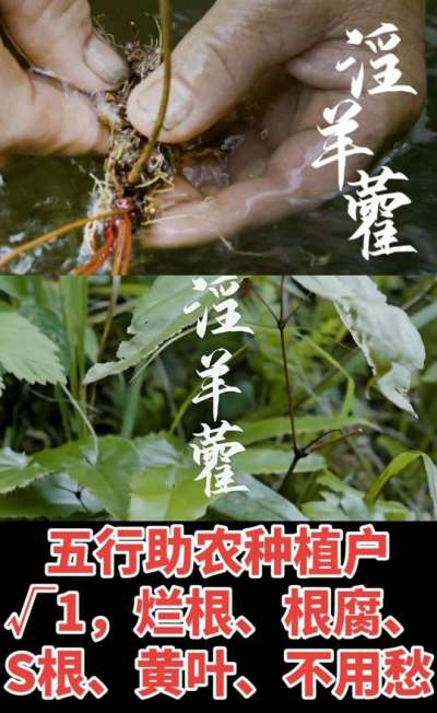 177，1907，0725，V 同号
1  老乡们！种淫羊藿不用乱买肥，咱这款专用肥，针对淫羊藿习性配的，壮苗防烂根，采收多卖钱，用过都回头！
2  咱种淫羊藿图的就是省心高产！专用肥薄肥勤施，苗不烧