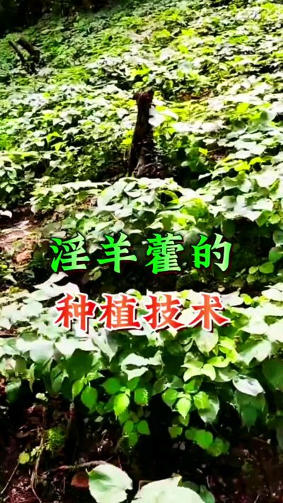 揭秘&ldquo;仙草&rdquo;淫羊藿的种植密码！耐严寒耐贫瘠，林下套种不占耕地，管理简单还能套种其他作物，一亩地的投入两亩地的收益～ 想返乡创业的赶紧码住！ #淫羊藿种植技术 #返乡创业项目 #药材种植指南 #农业新风