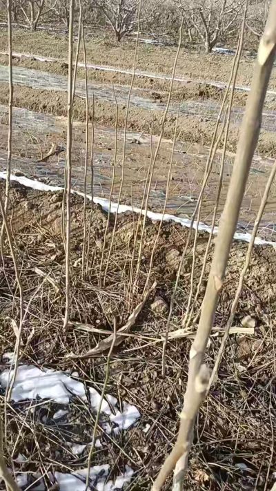 臭椿苗，一年苗，需要联系我，全国包邮到家。18534302961