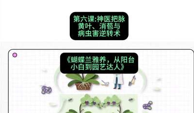 第六节：神医把脉：黄叶、消苞与病虫害逆转术，课程：《蝴蝶兰雅养六讲：从阳台小白到园艺达人》#识农AI