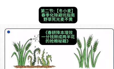 第二节：【冬小麦】春季化除避坑指南，野草死光麦不黄