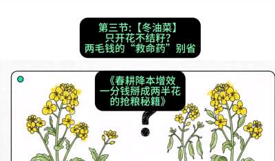 第三节：【冬油菜】只开花不结籽？两毛钱的&ldquo;救命药&rdquo;别省