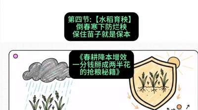 第四节：【水稻育秧】倒春寒下防烂秧，保住苗子就是保本
