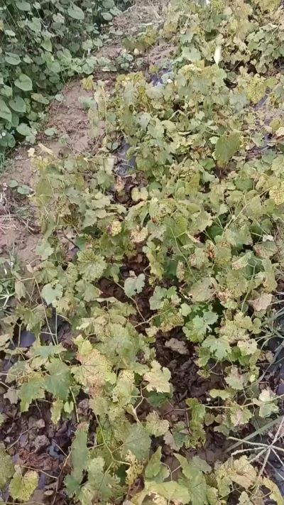 出售巨峰葡萄苗。药用连翘苗，科研五号优质种苗，2/5年苗，药用连翘树，挂果树，全国包邮到家！财富密码18534302961