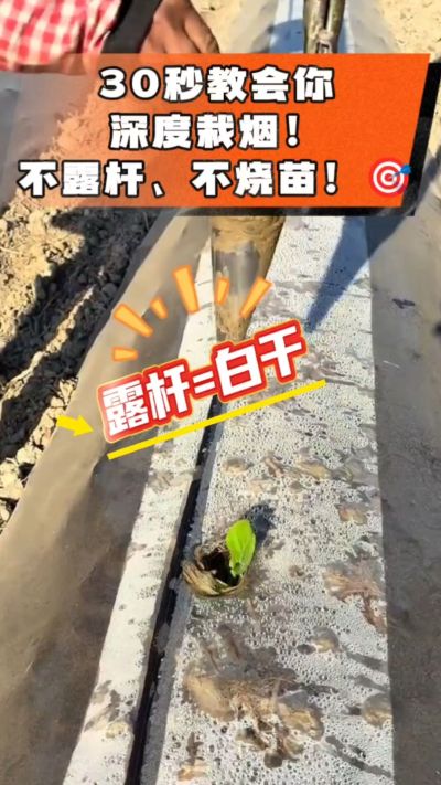 这个栽法太关键了！深栽是烤烟成活的根本，亲测有效！