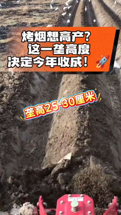 想让烤烟高产，就得从细节抓起。分享一点实打实的干货，只为帮大家少走弯路，种出好烟叶！🌱👍