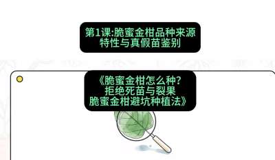 第1节：脆蜜金柑品种来源、特性与真假苗鉴别，课程：《脆蜜金柑怎么种？拒绝死苗与裂果，脆蜜金柑8步避坑种植法》#识农AI