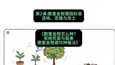 第2节：脆蜜金柑建园标准：选地、定植与改土，课程：《脆蜜金柑怎么种？拒绝死苗与裂果，脆蜜金柑8步避坑种植法》#识农AI