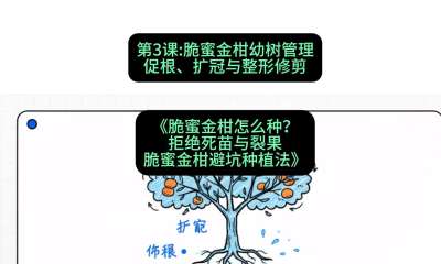 第3节：脆蜜金柑幼树管理：促根、扩冠与整形修剪，课程：《脆蜜金柑怎么种？拒绝死苗与裂果，脆蜜金柑8步避坑种植法》#识农AI