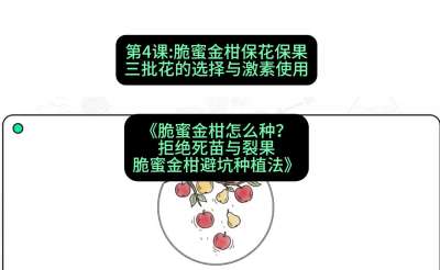 第4节：脆蜜金柑保花保果：三批花的选择与激素使用，课程：《脆蜜金柑怎么种？拒绝死苗与裂果，脆蜜金柑8步避坑种植法》#识农AI