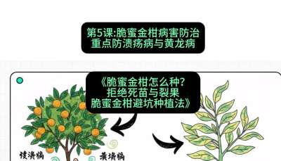 第5节：脆蜜金柑病害防治：重点防溃疡病与黄龙病，课程：《脆蜜金柑怎么种？拒绝死苗与裂果，脆蜜金柑8步避坑种植法》#识农AI
