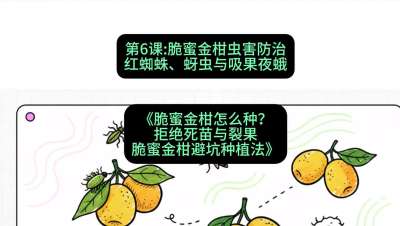 第6节：脆蜜金柑虫害防治：红蜘蛛、蚜虫与吸果夜蛾，课程：《脆蜜金柑怎么种？拒绝死苗与裂果，脆蜜金柑8步避坑种植法》#识农AI