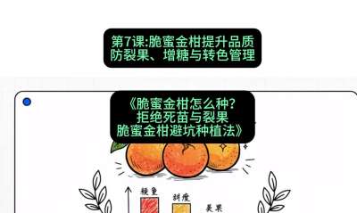 第7节：脆蜜金柑提升品质：防裂果、增糖与转色管理，课程：《脆蜜金柑怎么种？拒绝死苗与裂果，脆蜜金柑8步避坑种植法》#识农AI