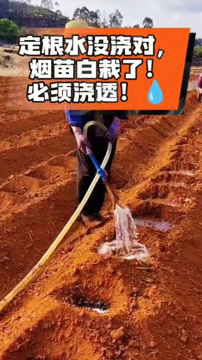 定根水没浇对，烟苗白栽啦！必须浇透。