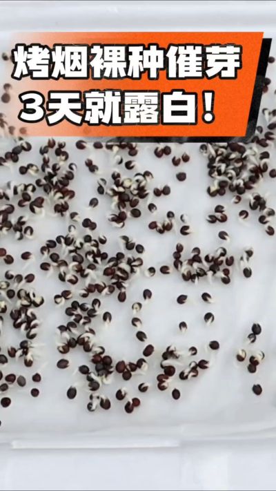 烤烟裸种催芽小技巧，清水浸泡、保温保湿，3天就能露白，出苗快又齐！烟农朋友收藏备用～