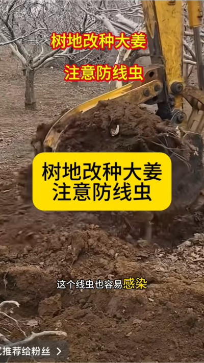 树地改种大姜，注意防线虫！