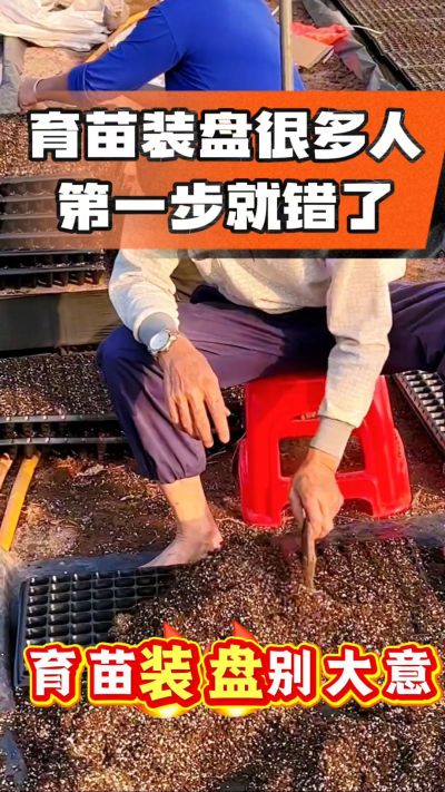 烤烟育苗基质装盘，一步做对，出苗整齐又壮苗！装盘技巧记牢，少走弯路，育苗更省心