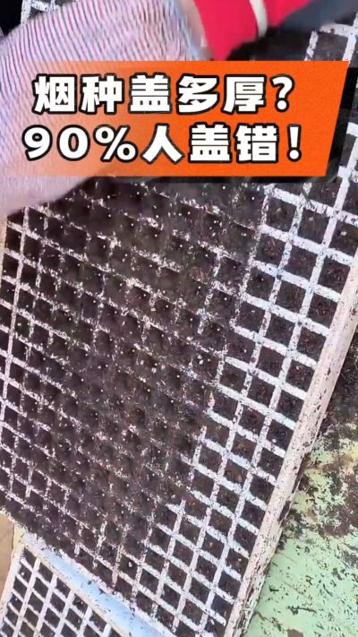 烟种盖多厚？90%烟农都盖错！薄盖才出苗齐、不闷种，烤烟育苗关键一步，照着做就对了