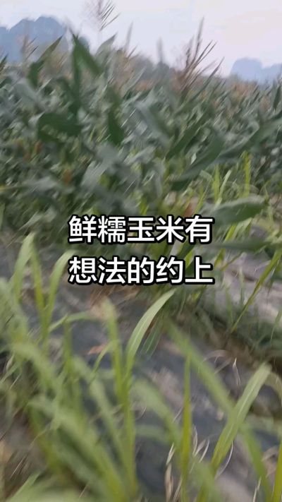 农户种植的白糯玉米大量上市，助农帮农在行动