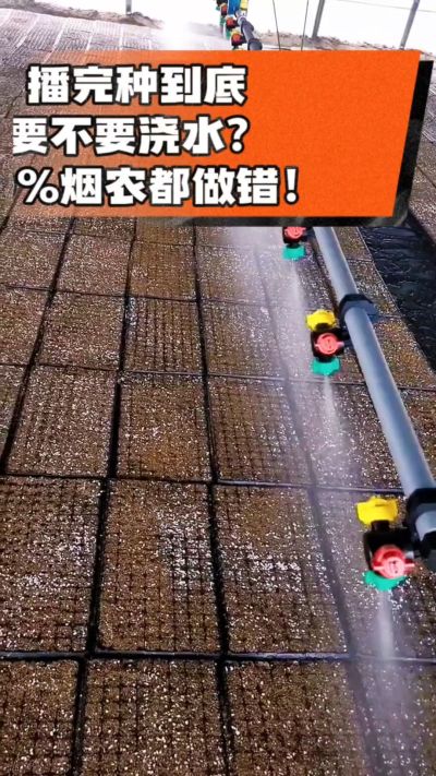 烤烟播完种一定要浇透底水，喷雾慢浇、别大水冲，盘底漏水才算到位，出苗又齐又壮！#烤烟育苗 #烤烟种植 #烟农干货 #育苗技术