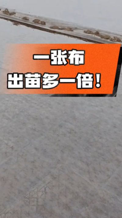 烤烟育苗盖无纺布，保温保湿出苗齐，不烂种、出苗快，烟农必备小技巧！
