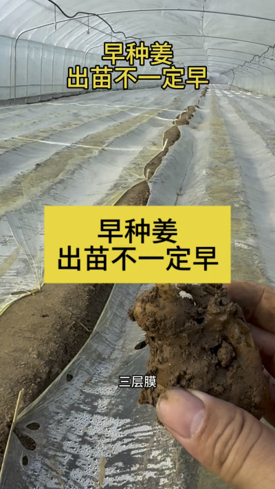 早种姜，出苗不一定早！