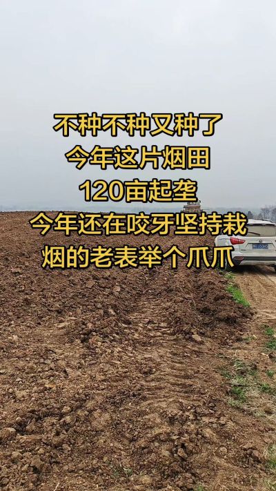 不种不种又种啦，还在咬牙坚持栽烟的老表集合啦！