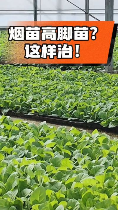 烤烟齐苗期管理关键：精准控温，防高脚苗，培育壮苗好上手！