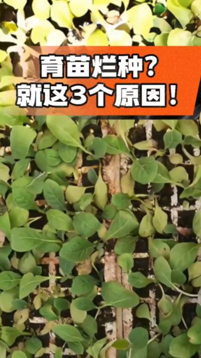 烤烟育苗烂种？3个原因讲清楚！消毒、控水、控温，做到就苗齐苗壮🔥
#烤烟育苗 #烤烟种植 #烂种防治 #烟农