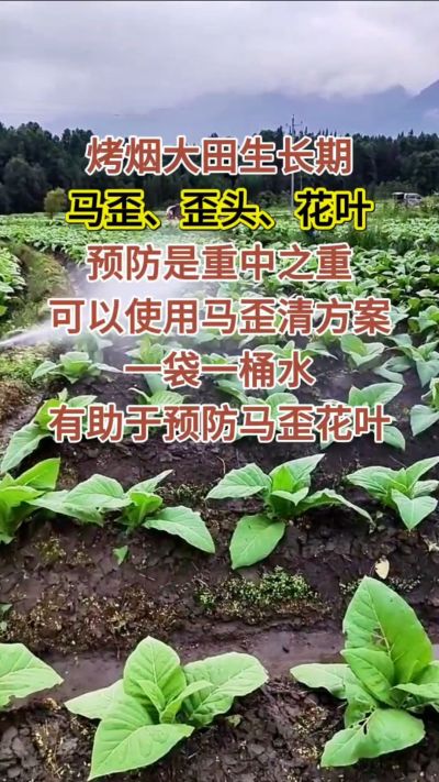 烤烟大田生长期，马歪歪头花叶预防是重中之重，可以使用马歪清方案，一袋一桶水，有助于预防马歪花叶。
烤烟管理早做一步，后期少操心！#烤烟种植#烤烟管理#烤烟大田管理#烤烟病害防治
